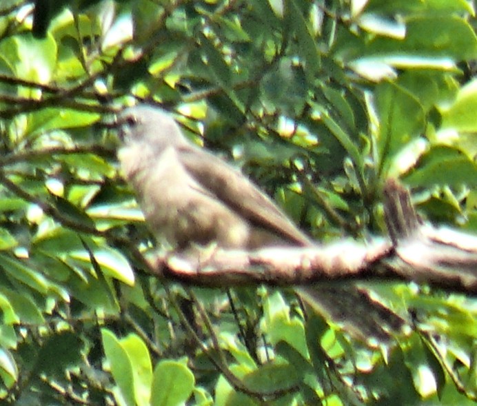 Brush Cuckoo - ML251070301