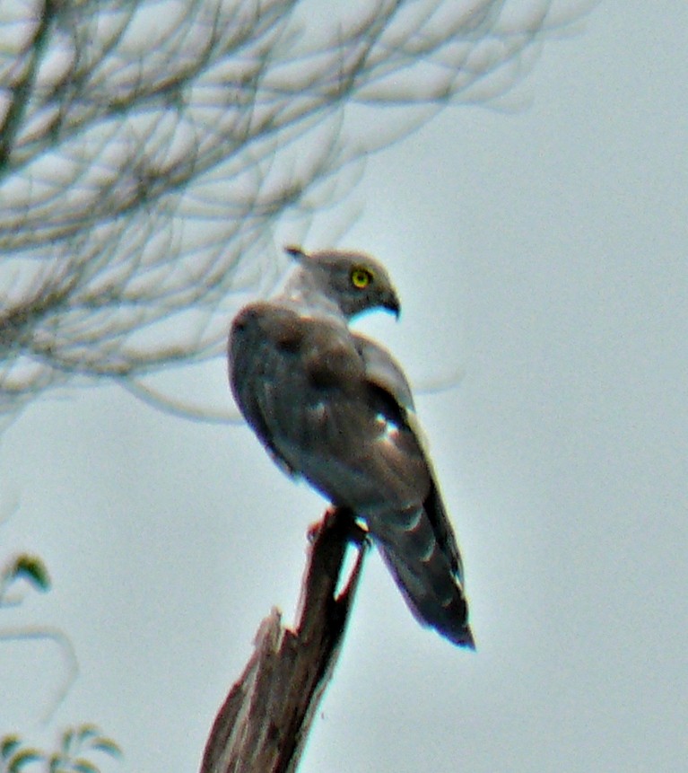 Pacific Baza - ML251070481