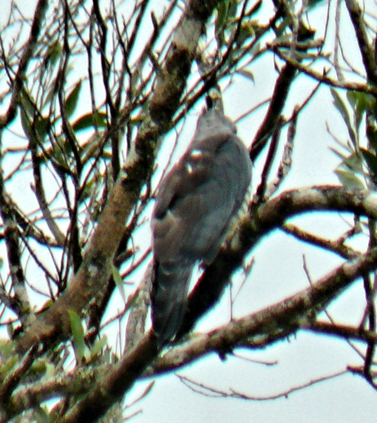 Pacific Baza - ML251070491