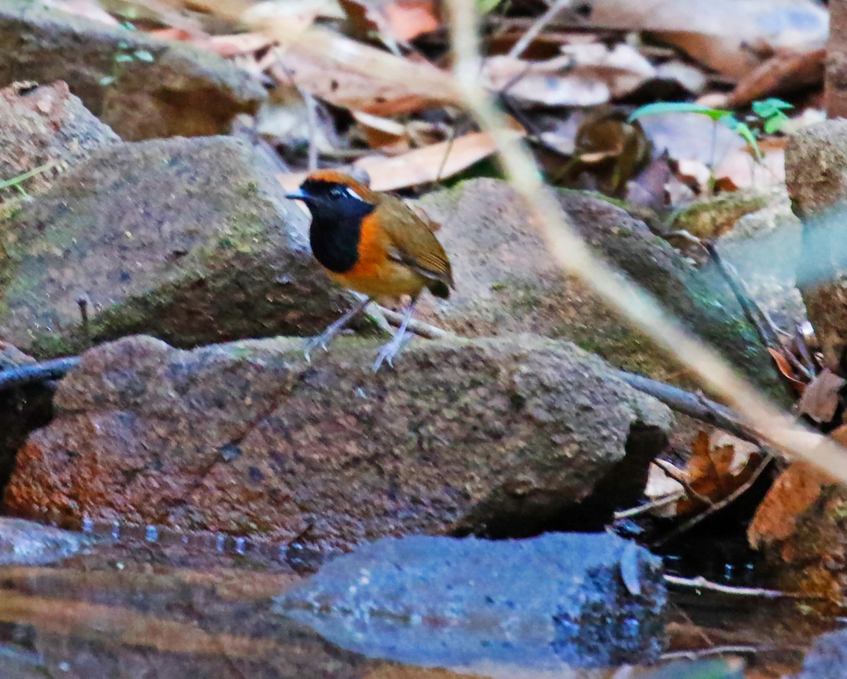 Black-breasted Gnateater - ML251074071