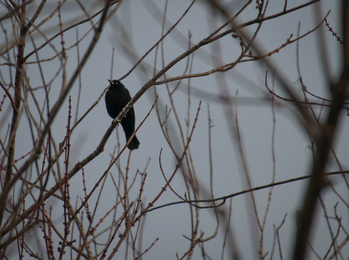 Red-winged Blackbird - Logan Parker