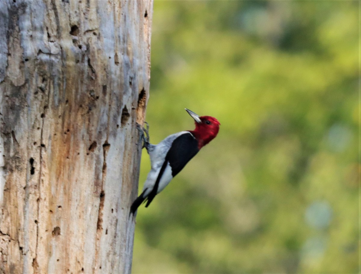 Red-headed Woodpecker - ML251074501