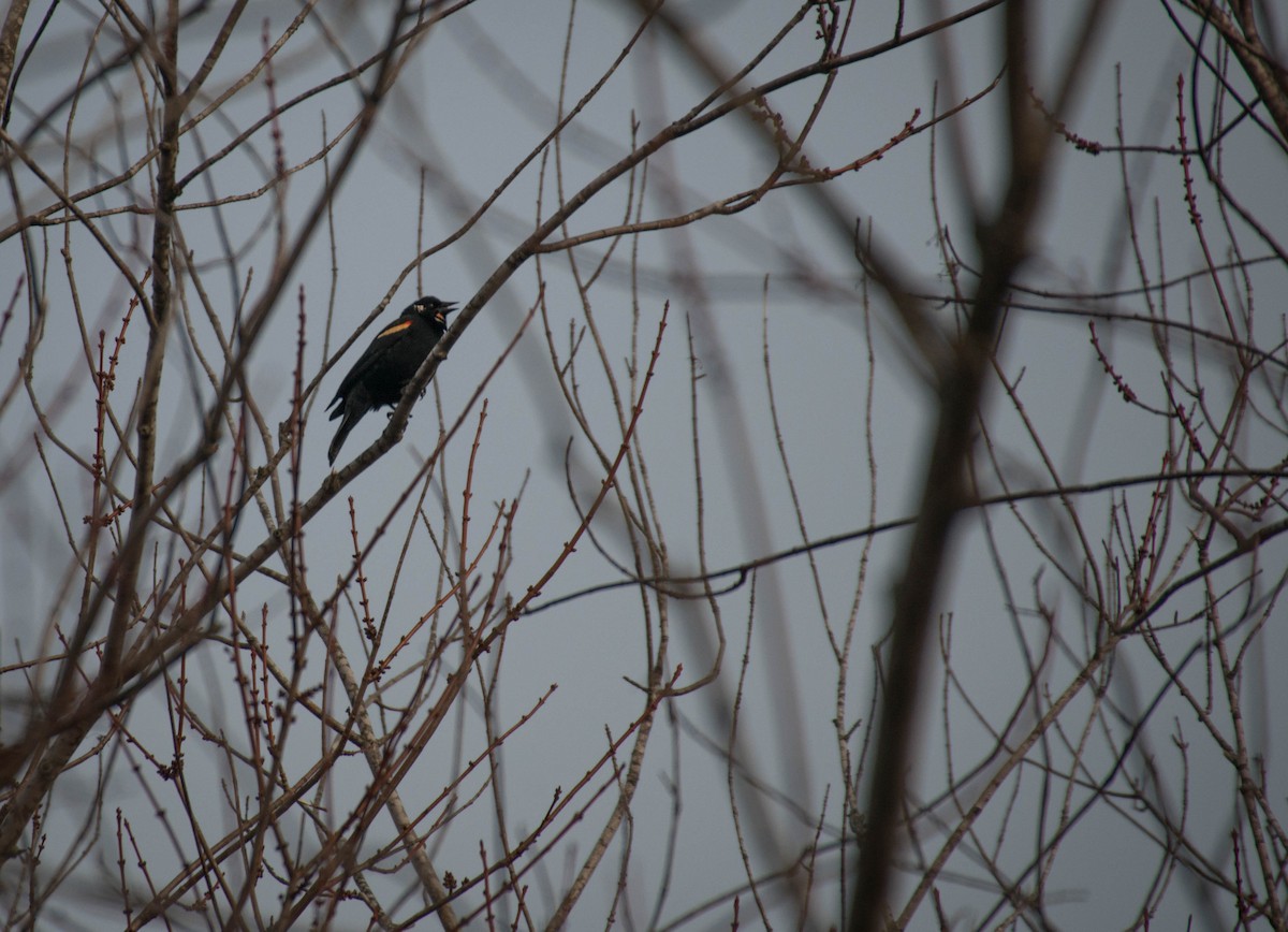 Red-winged Blackbird - ML25107451