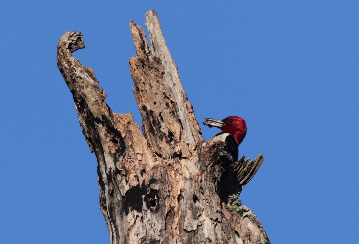 Red-headed Woodpecker - ML251074511