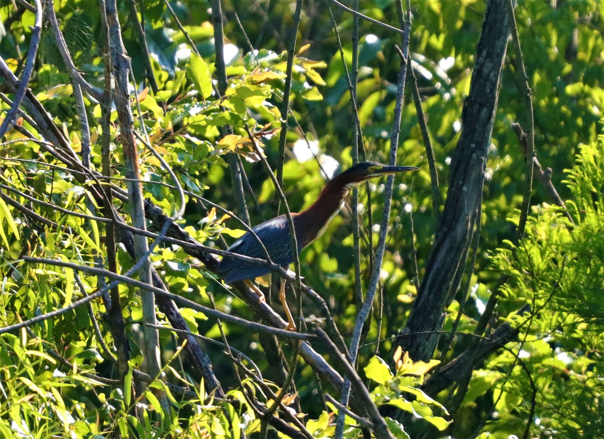 Green Heron - ML251075591