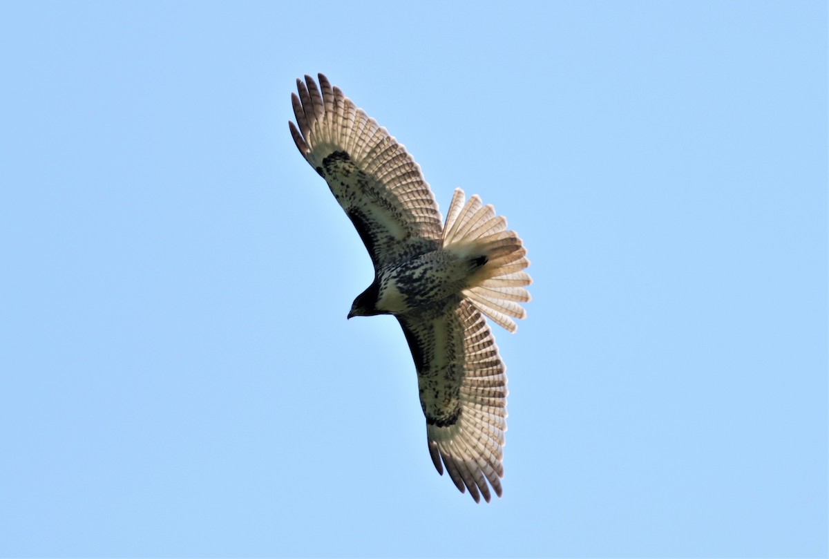 Red-tailed Hawk - ML251075831