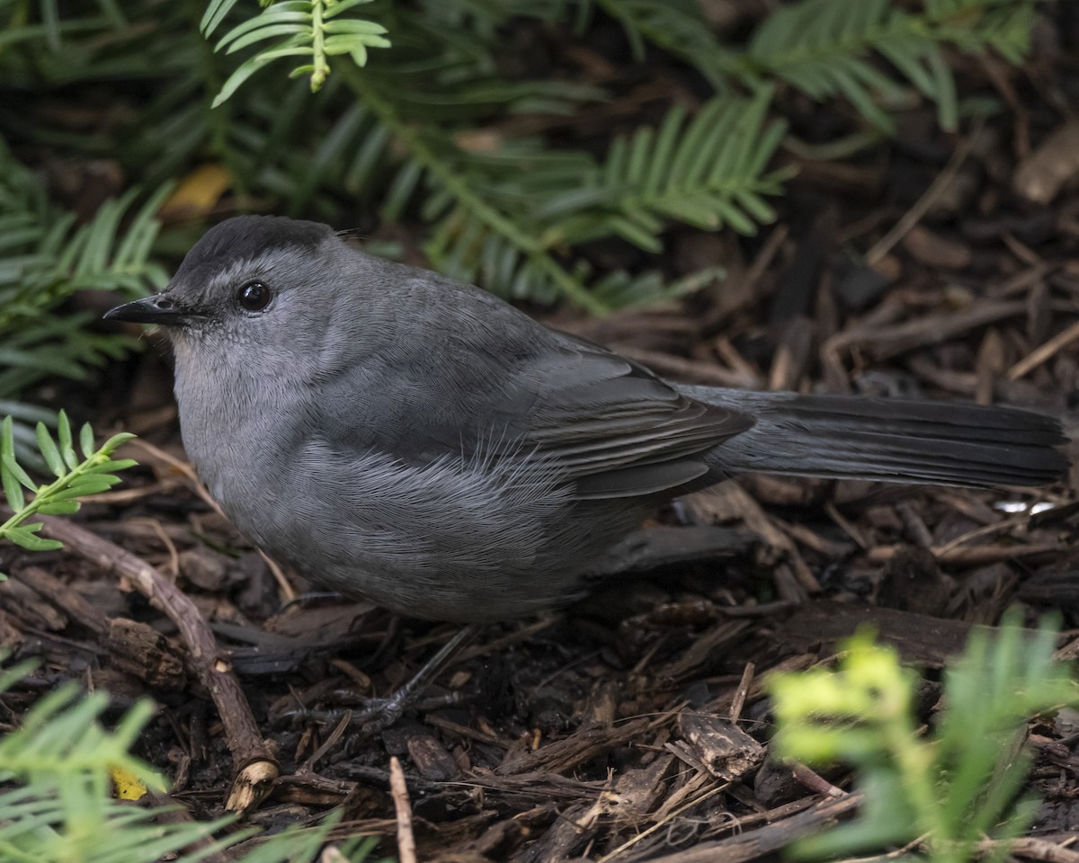 Gray Catbird - ML251077741