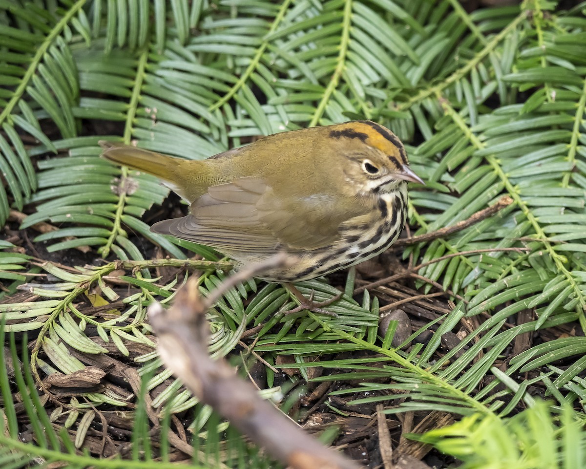 Ovenbird - David Howe & Rosanne Dawson