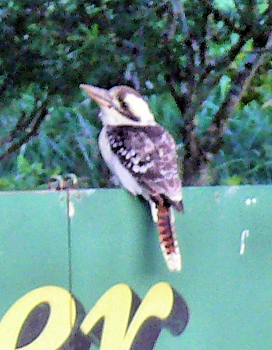 Laughing Kookaburra - ML251077931