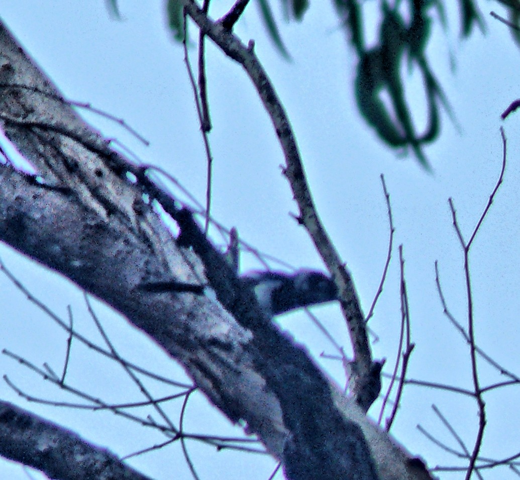 Australian Magpie - ML251078131