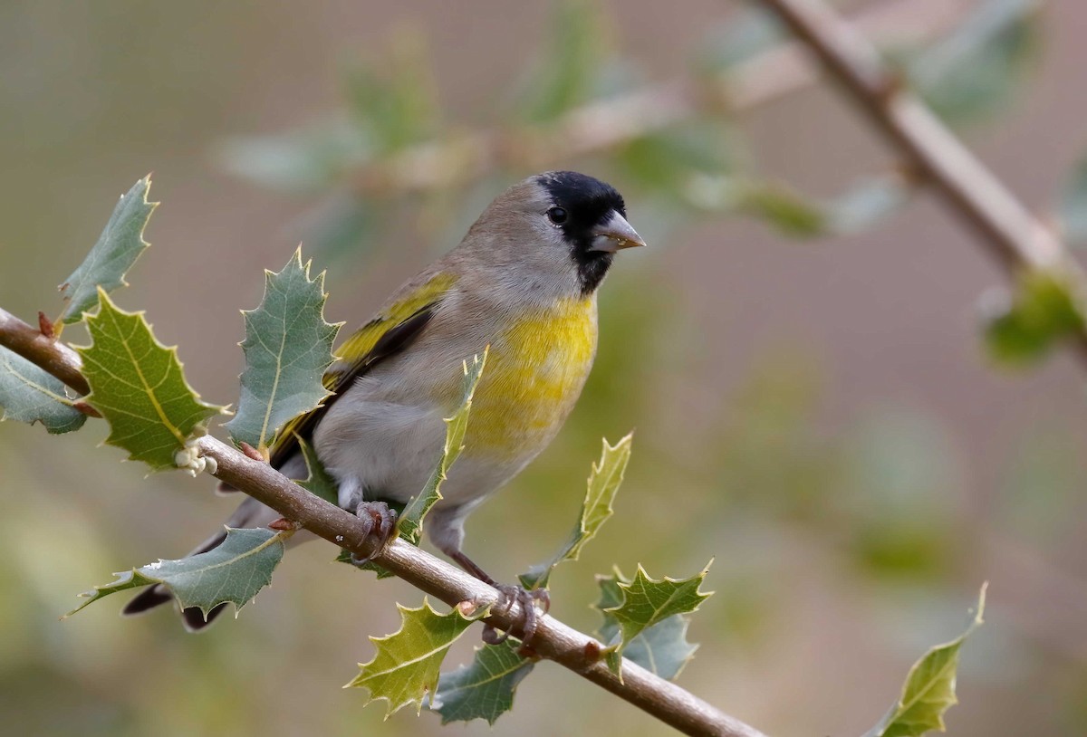 Lawrence's Goldfinch - ML251078651