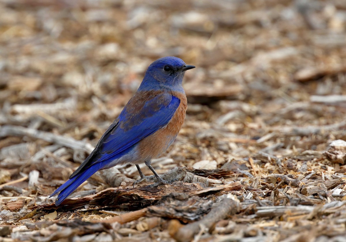 Western Bluebird - ML251079421