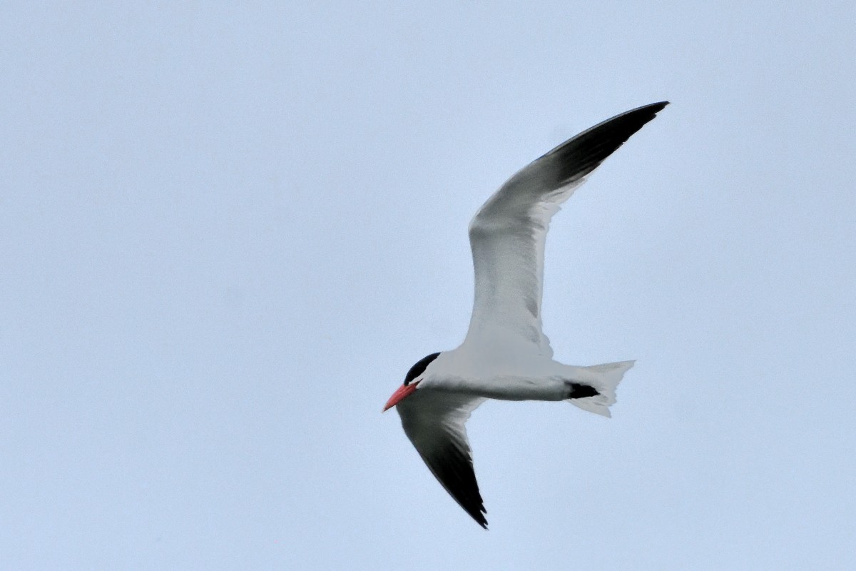 Caspian Tern - Richard Guillet