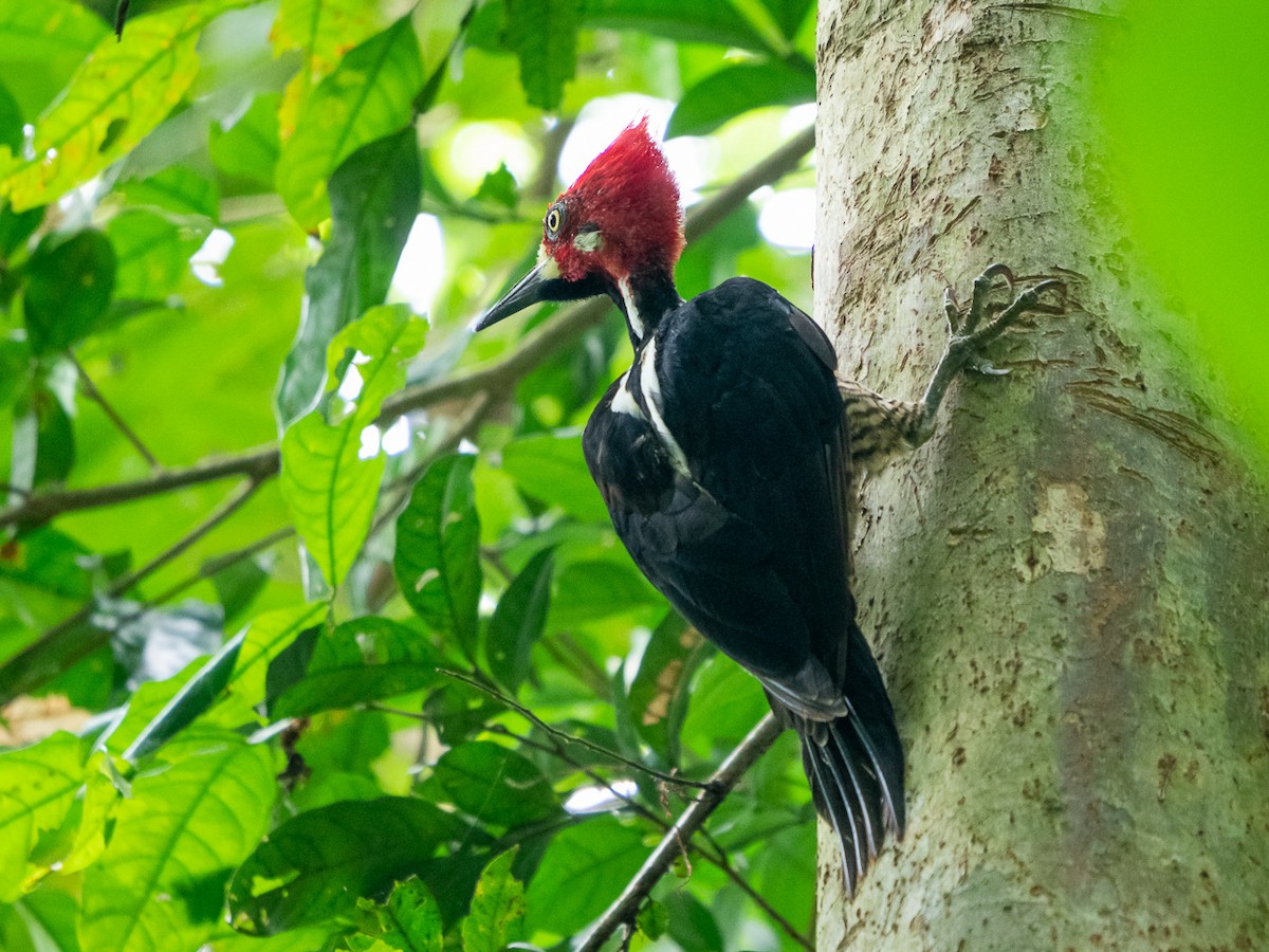 Crimson-crested Woodpecker - ML251081131