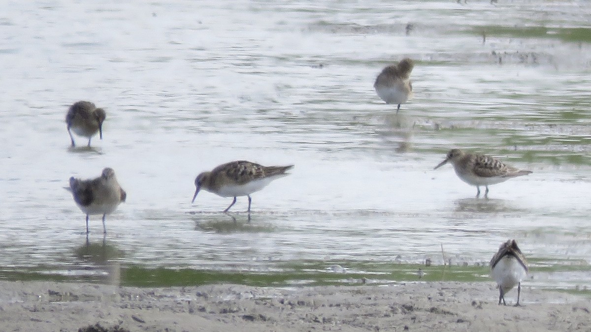 Baird's Sandpiper - Nick Komar