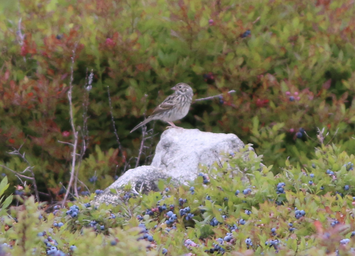 Vesper Sparrow - ML251082371