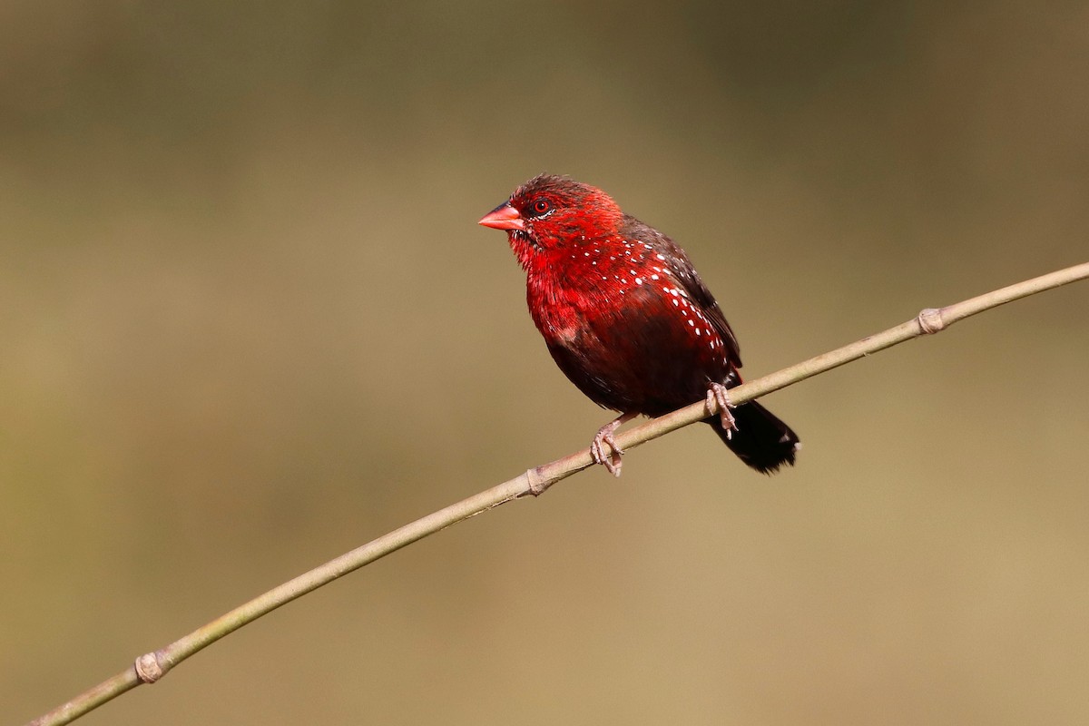 Red Avadavat - ML251082791