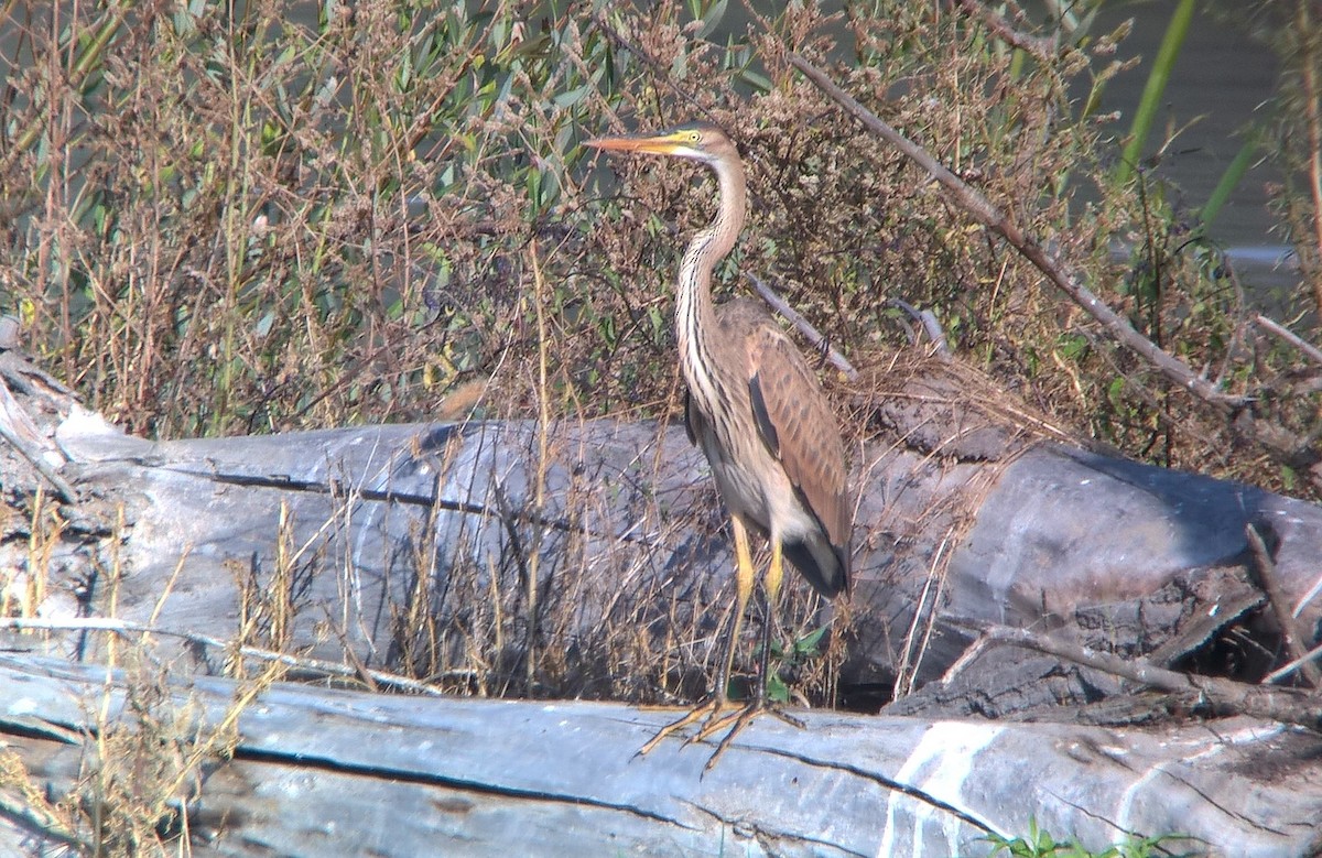 Purple Heron - Miguel Rodríguez Esteban