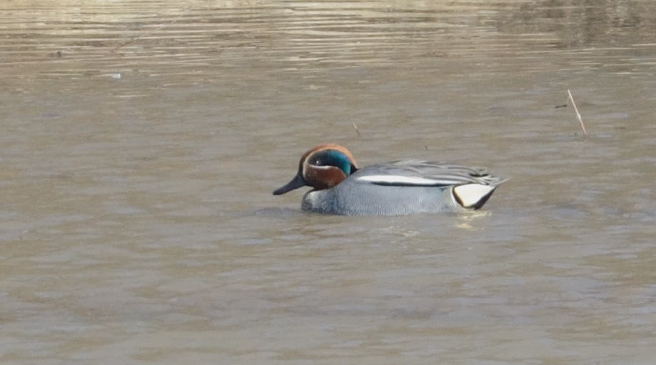 Green-winged Teal (Eurasian) - Barry Blust