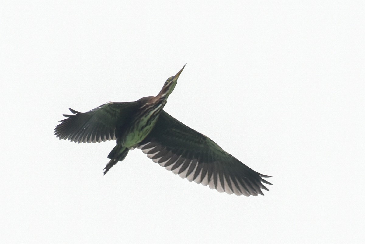 Green Heron - Cristine Van Dyke