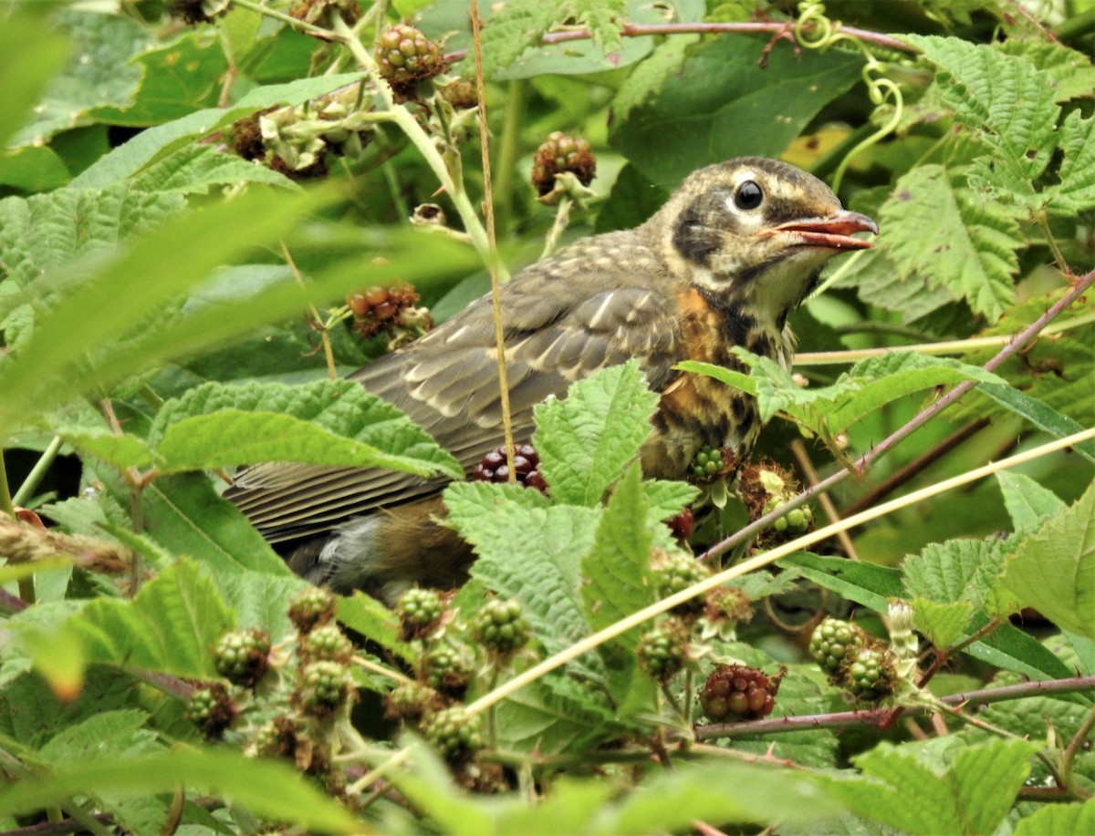 American Robin - Sarah Hobart