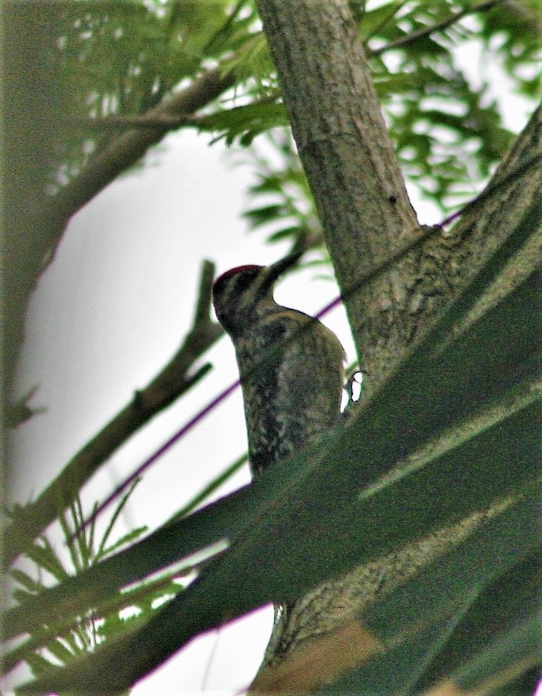 Yellow-bellied Sapsucker - ML251086371