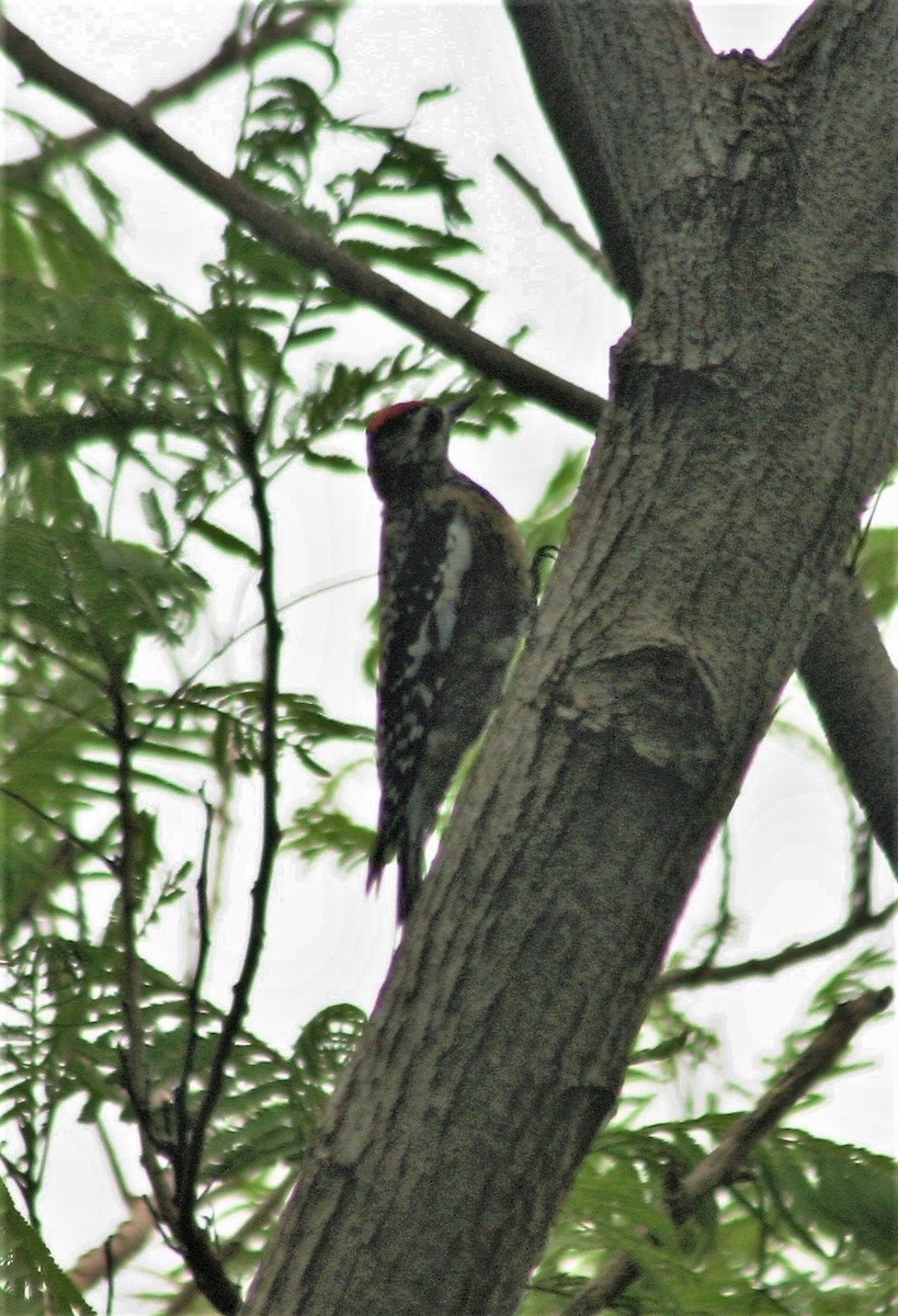 Yellow-bellied Sapsucker - ML251086421
