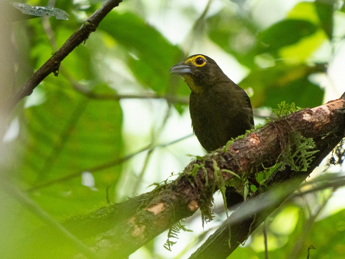 Lemon-spectacled Tanager - Chris Fischer