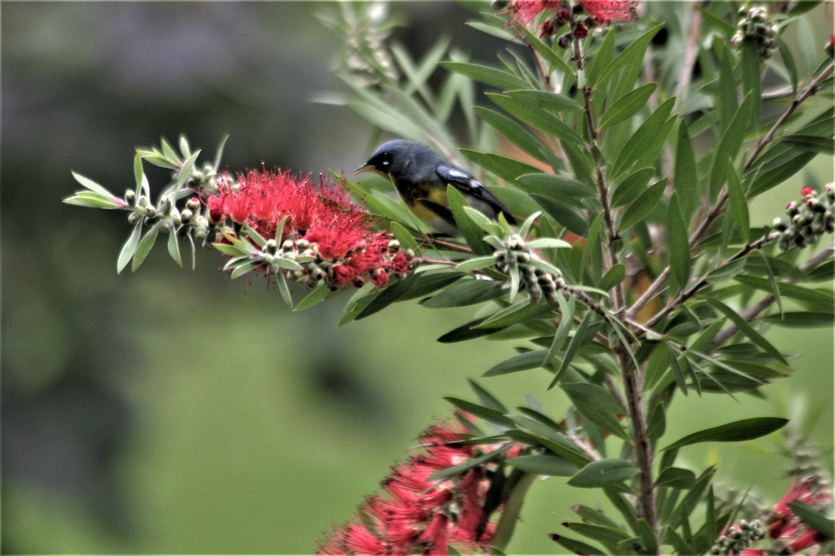 Northern Parula - ML251088691