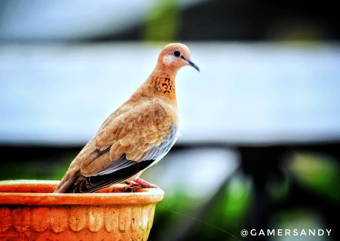 Laughing Dove - ML251088841