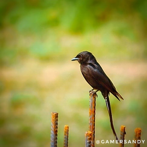 Fork-tailed/Square-tailed Drongo-Cuckoo - ML251089251