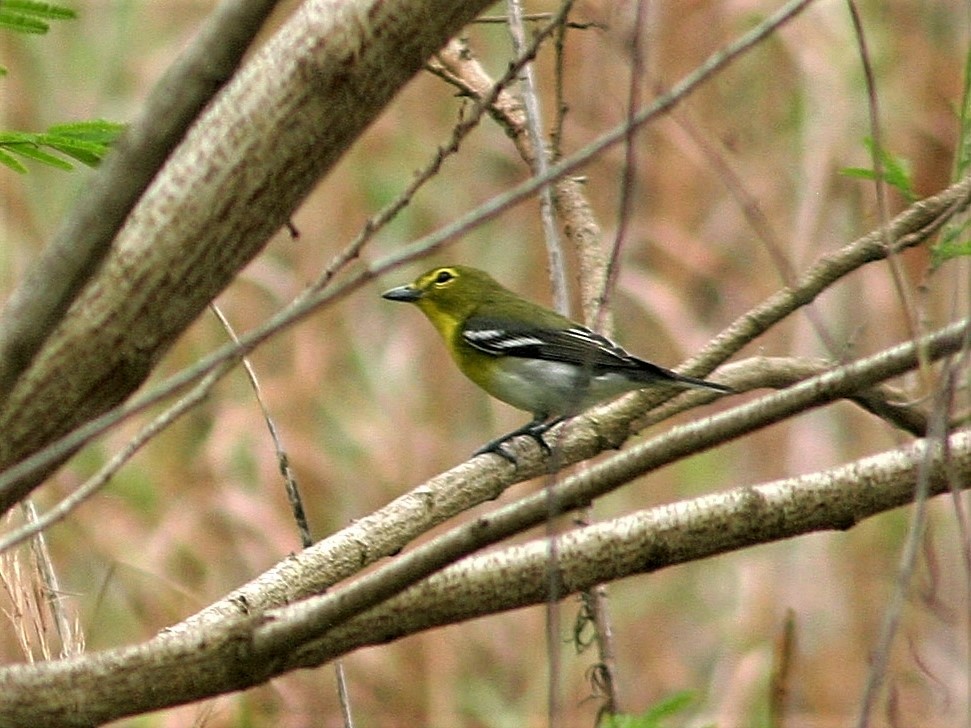 Yellow-throated Vireo - ML251090281