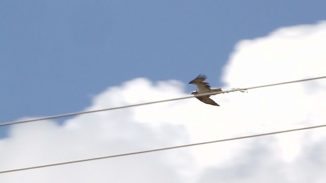 Osprey (carolinensis) - ML251090451