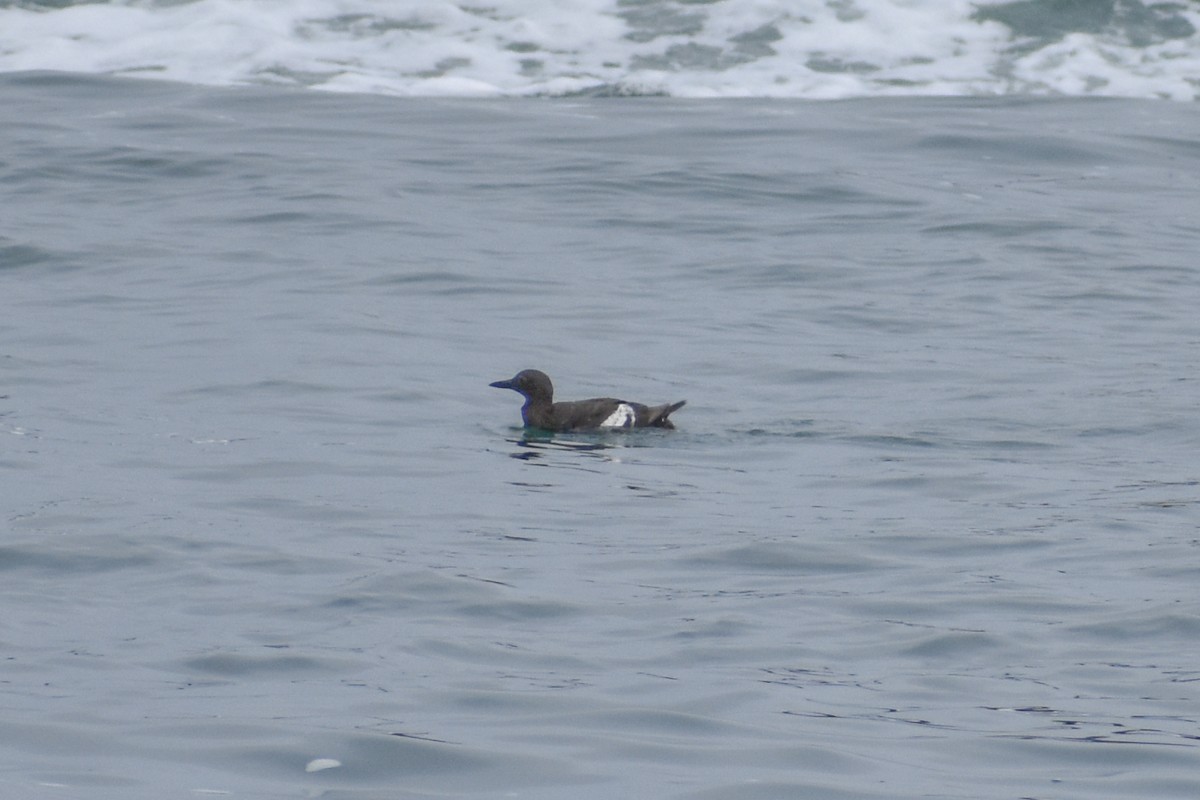 Pigeon Guillemot - ML251093311