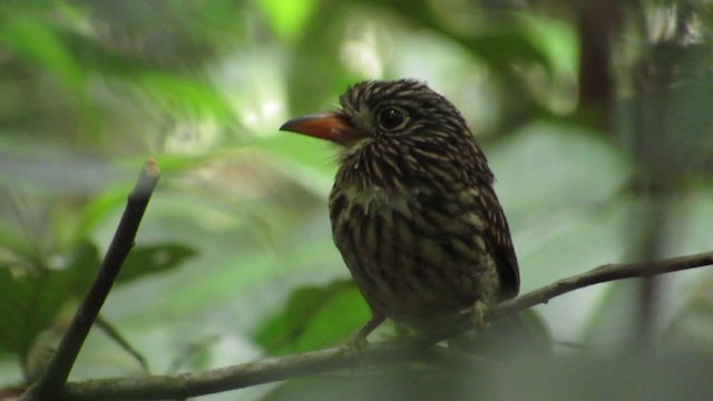 White-chested Puffbird - ML251094731
