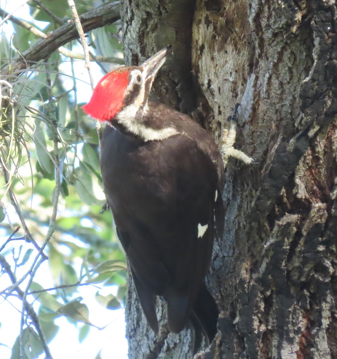 Pileated Woodpecker - ML251095211