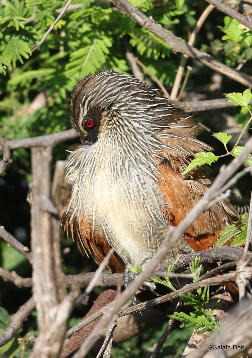 White-browed Coucal (White-browed) - ML251096071