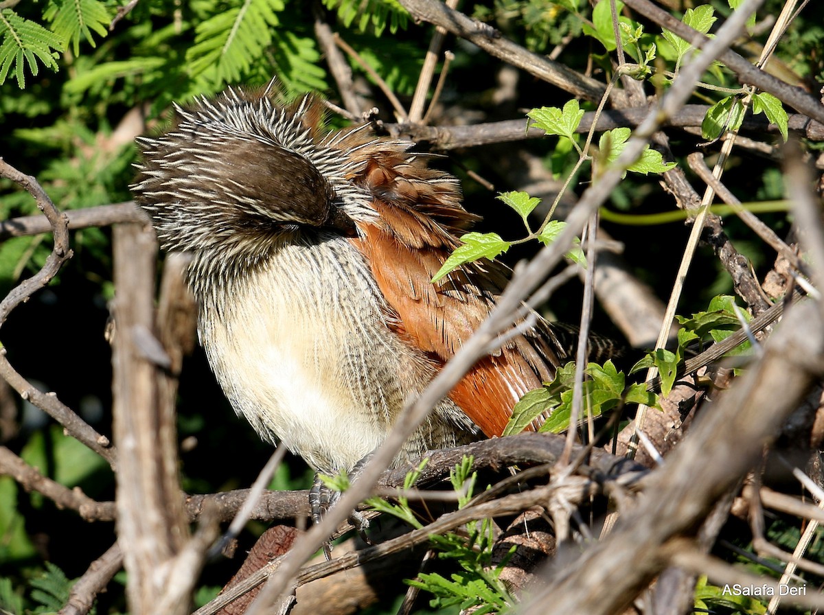 White-browed Coucal (White-browed) - ML251096091