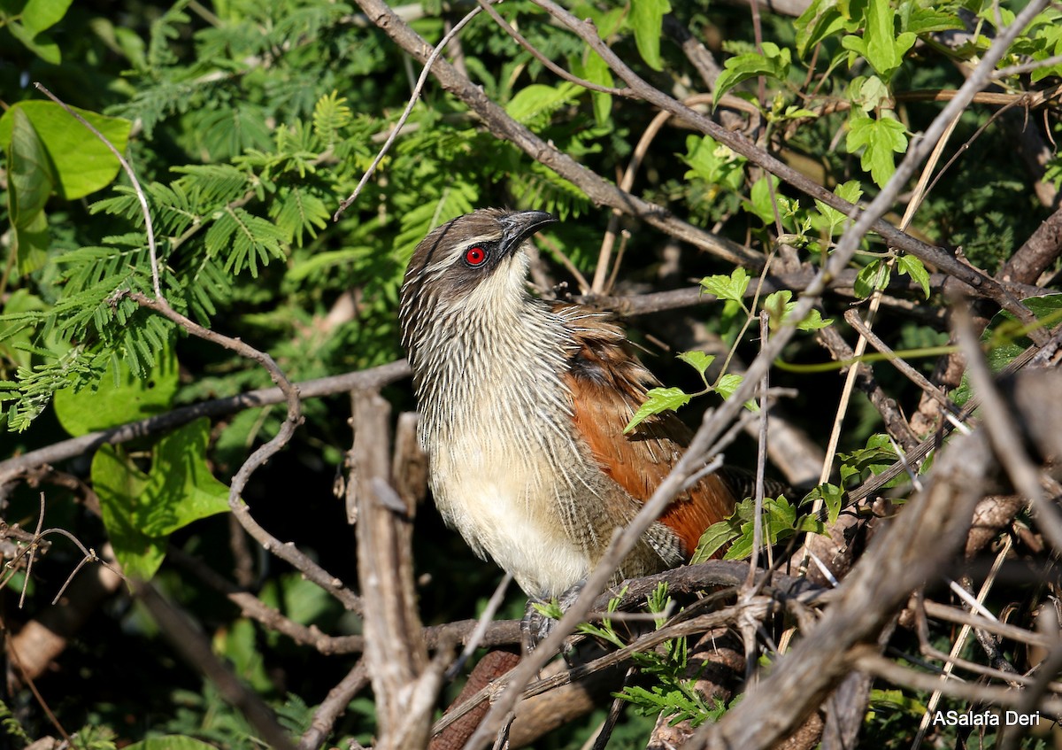 White-browed Coucal (White-browed) - ML251096141