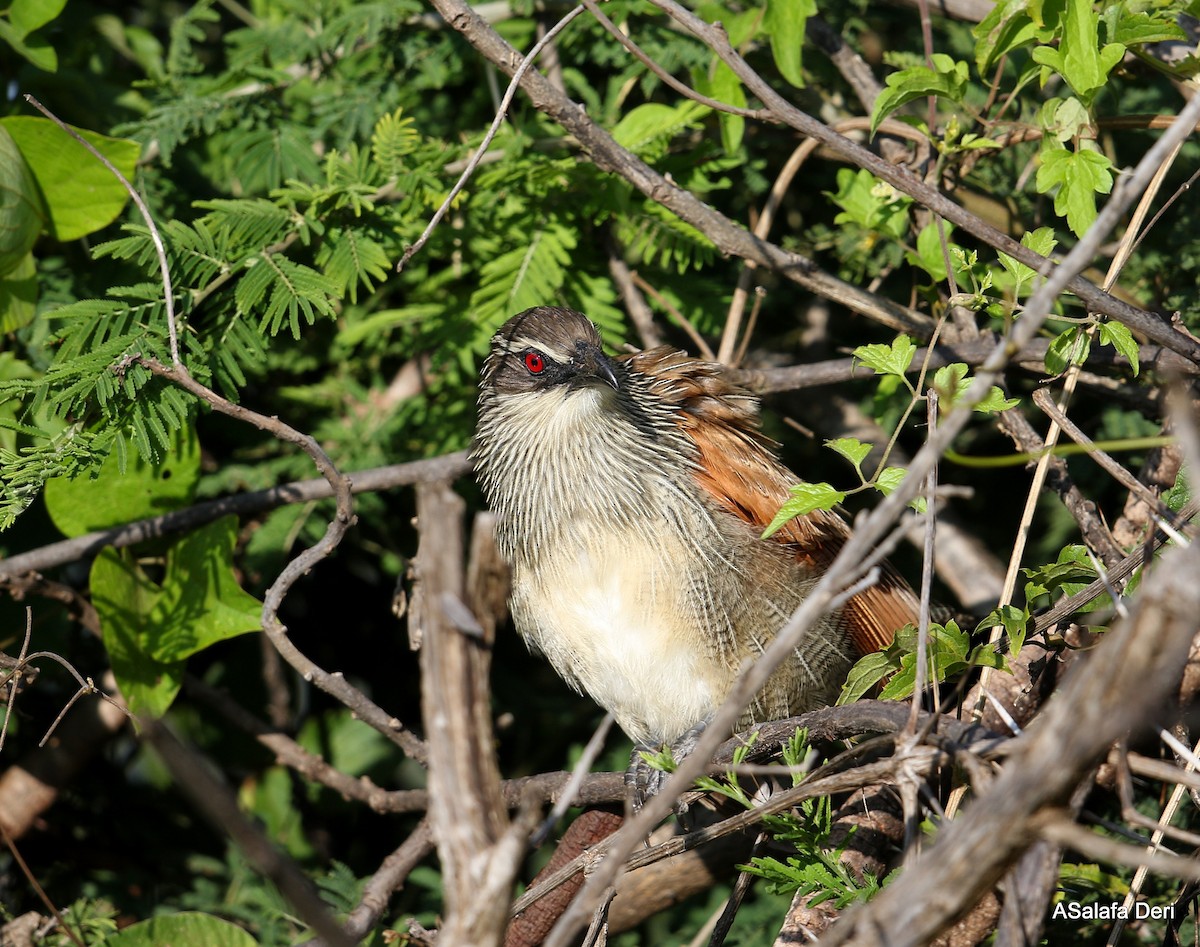 White-browed Coucal (White-browed) - ML251096151