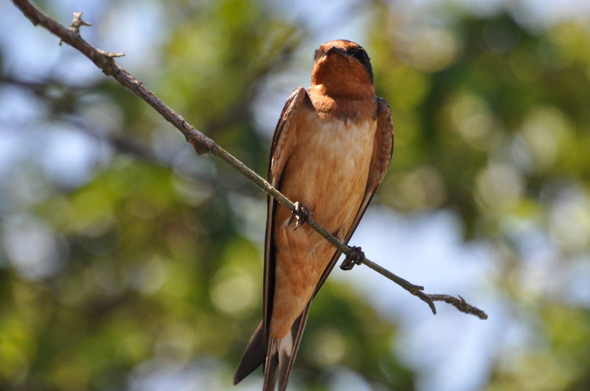 Barn Swallow - Maryse Neukomm