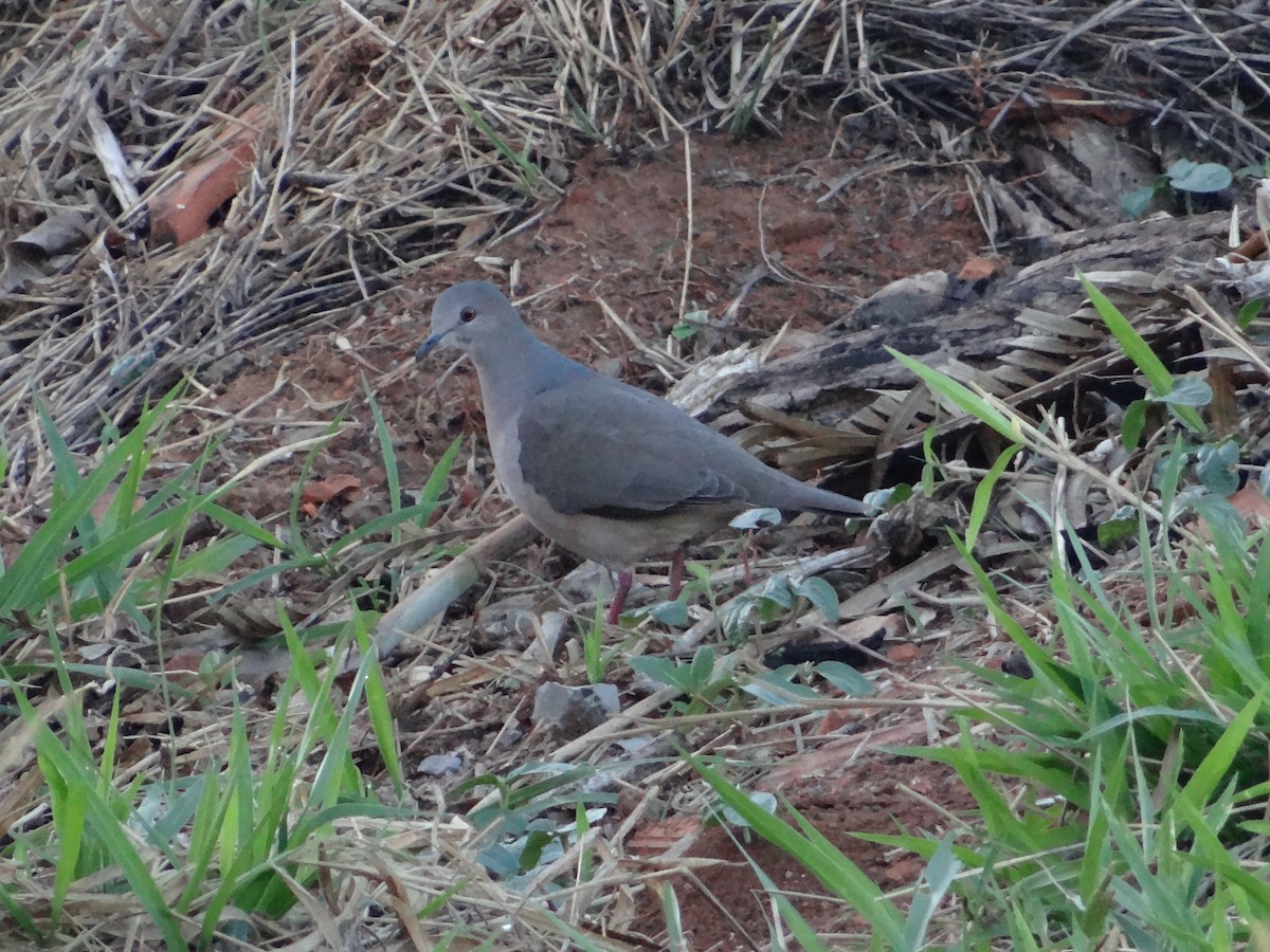 White-tipped Dove - Guilherme Lopes