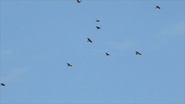 Swainson's Hawk - ML251097721