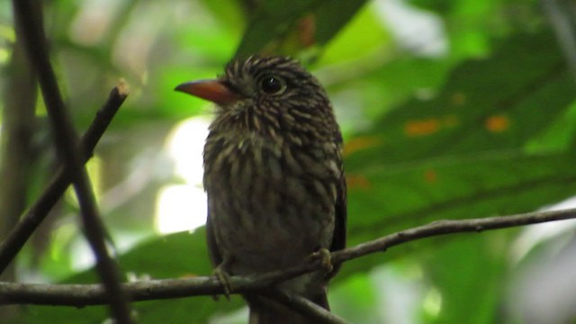 White-chested Puffbird - ML251099471