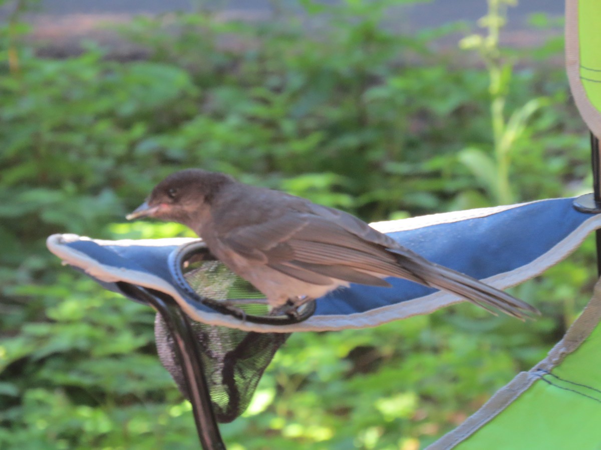 Canada Jay - ML251103151