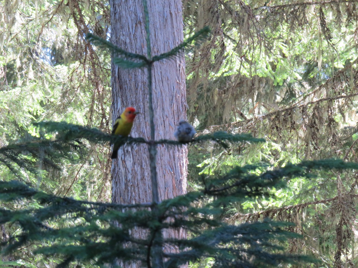 Western Tanager - Sheila McCartan