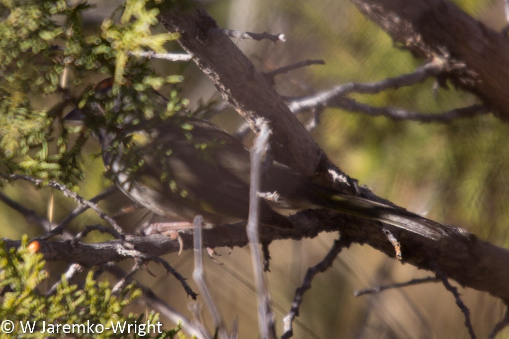 Green-tailed Towhee - ML25110371