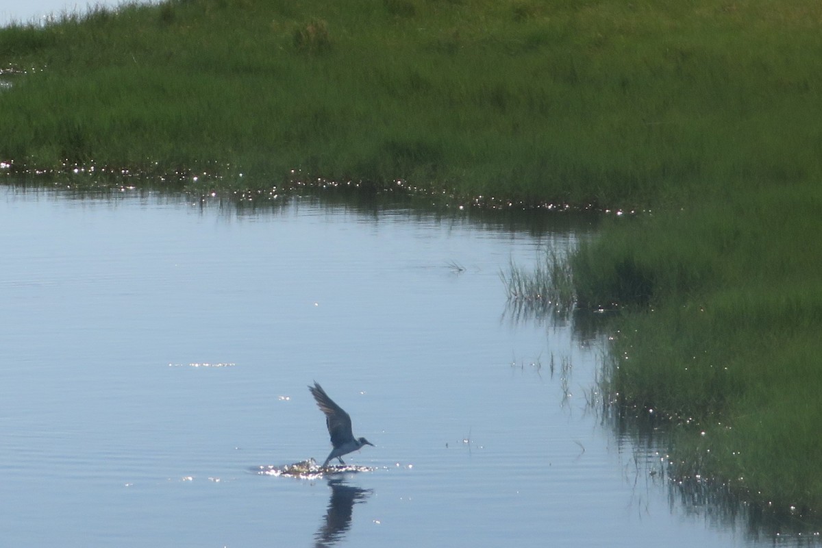 Black Tern - Aaron Voth