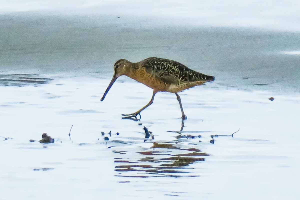 Short-billed Dowitcher - ML251105861