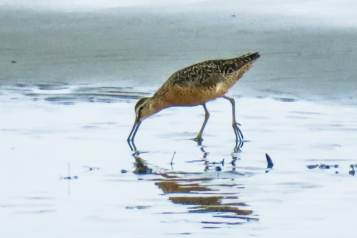 Short-billed Dowitcher - ML251105881